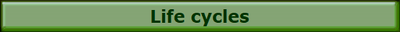 Life cycles